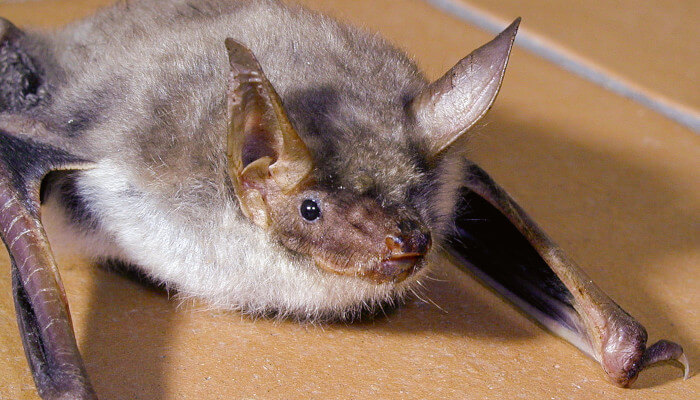 Braune Fledermaus auf einem Tisch