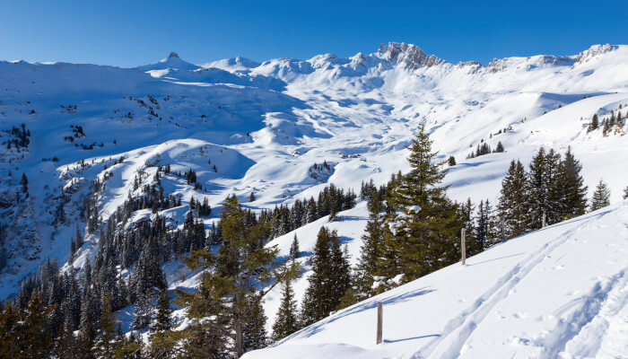 mit schneebedeckte Berge und Hügeln und grünen Tannen