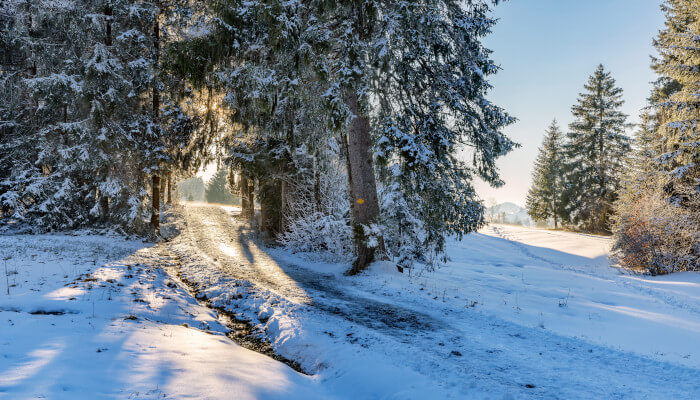 Weg durch Schneebehangenen Tannenwald