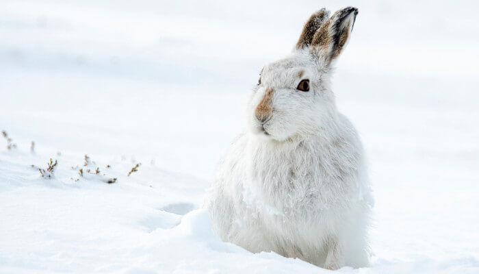 Ein weisser Hase im weissen Schnee