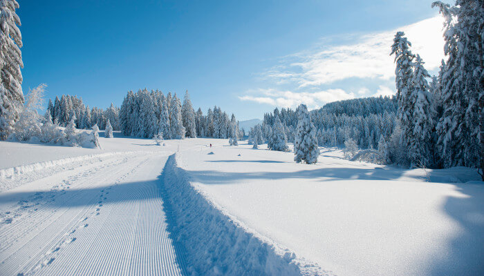 Schneelandschaft bei Sonnenschein mit verschneiten Tannen