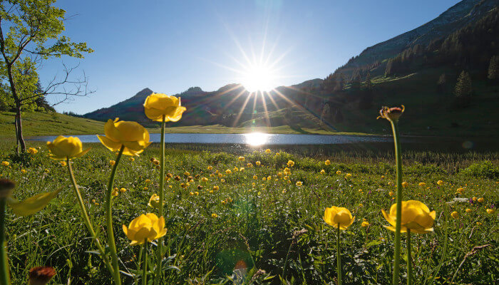 Gelbe Blüten vor einem blauen Bergsee in grüner Wiese
