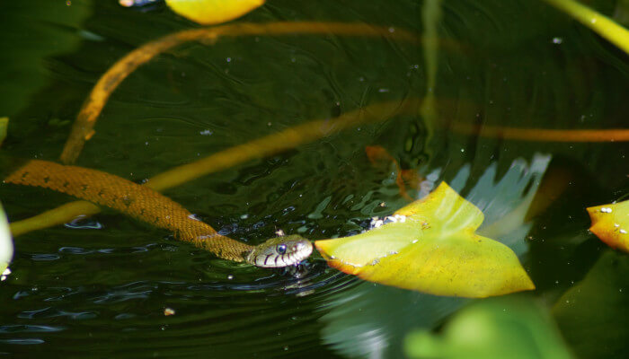 Schlange im Wasser im Sommer