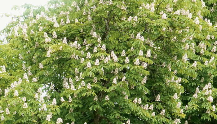 Baum mit grünen Blätter und weissen Blüten