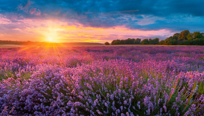 Feld mit rosaroten Blüten in der Abenddämmerung