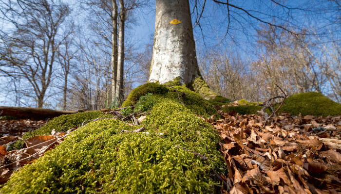 Stamm einer Buche im Sonnenlicht vor Moosteppich