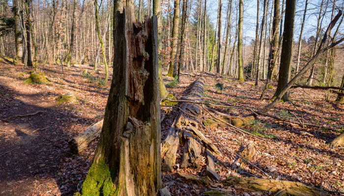 Verfaulter Holzstrunk im Wald