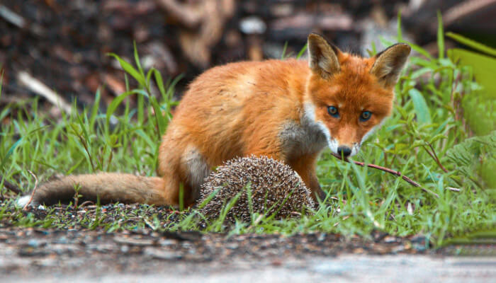Roter Fuchs und brauner Igel auf einer grünen Wiese