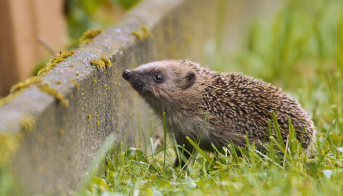 Bauner Igel im Sommer auf einer Wiese vor einer Steinkante