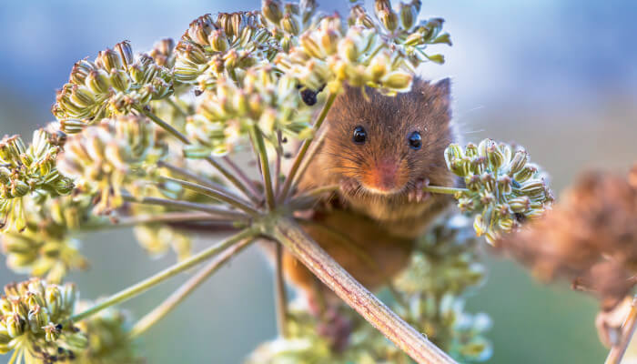 Braune Maus schaut aus Samen von Blumen raus