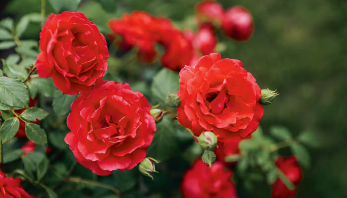 rote Blumen an grünen Zweigen im Sommer