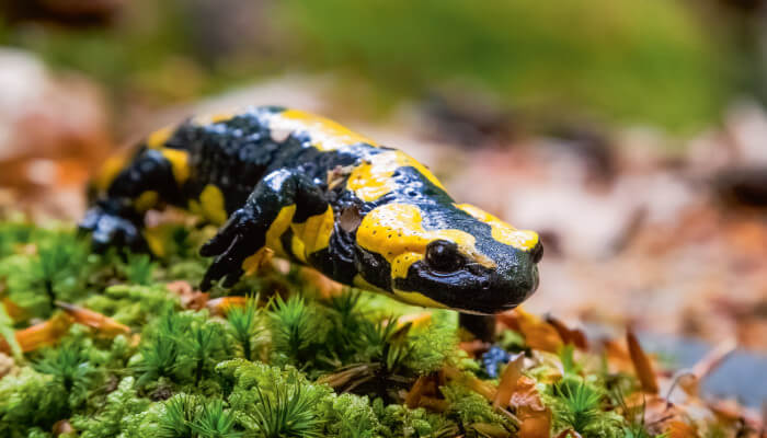 schwarzgelber Salamander läuft über Moos