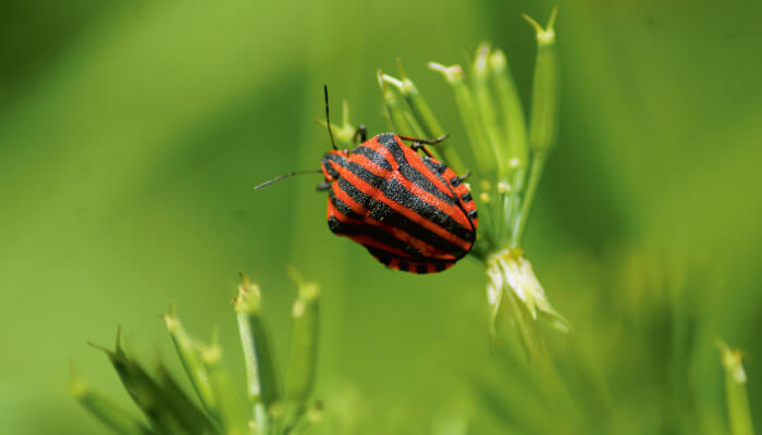 schwarz-rotes Insekt auf einer grünen Pflanze