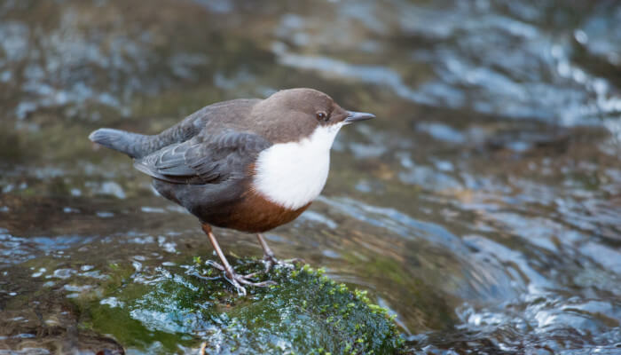 Braunweisser Vogel auf einem Stein im Fluss