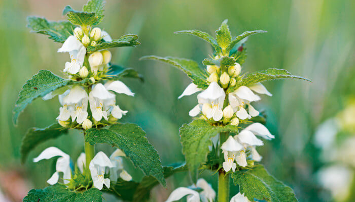 weisse Blütenklöpfe an grünen Stängel mit Blättern
