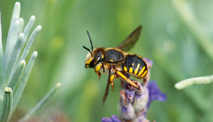 schwarz-gelbes Insekt auf einer violetten Blüte