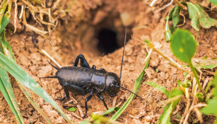 Schwarzes Insekt vor einer Erdhöhle