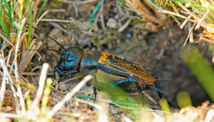 gelbraunes Insekt in einer trockenen Wiese