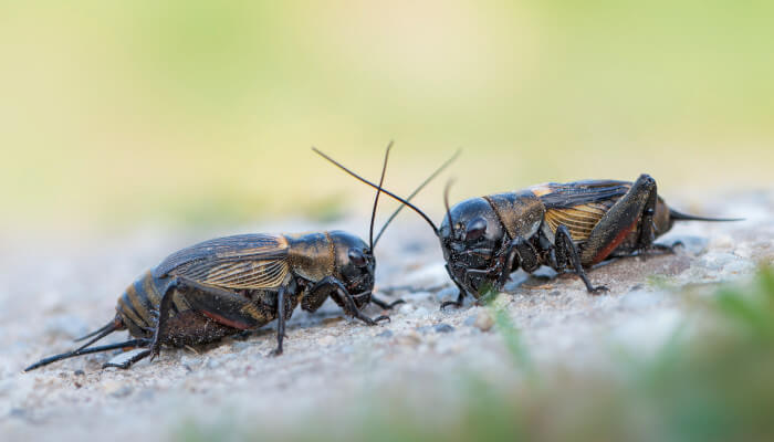 Zwei schwarze Insekten mit grossen Füllern die sich gegenüber stehen