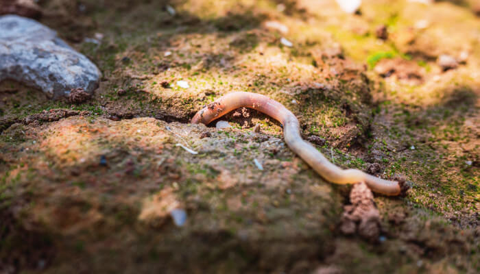 Regenwurm auf der Erde zwischen zwei Erdspalten