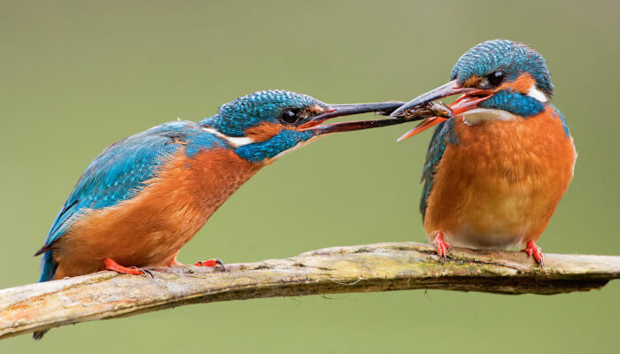 Zwei orange blaue Vögel auf einem Ast die sich ein Fisch teilen