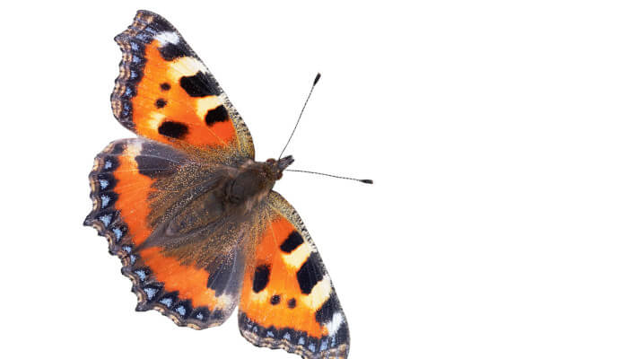 Bunt oranger Schmetterling