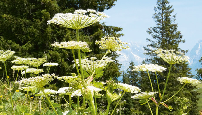 Grünpflanze mit weissen Blüten in den Bergen im Sommer