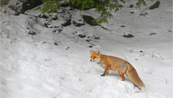 Fuchs in der Nacht in der Stadt an einem Schneehang