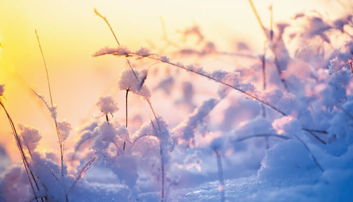 Wiese im Winter mit schneebedeckten Gräsern