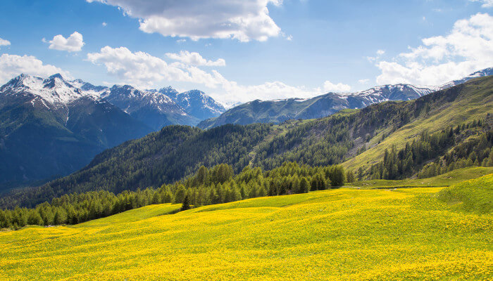 Gelbblühnende Bergwiese dahinter Berge und Wald