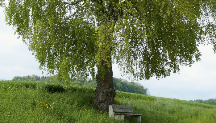 Grosser Baum in einer Wiese mit Sitzbank im Sommer