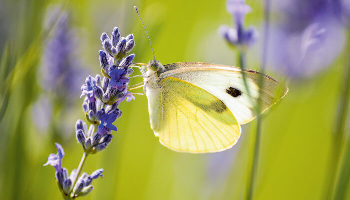 Weisser Schmetterling auf einer violetten Blüte