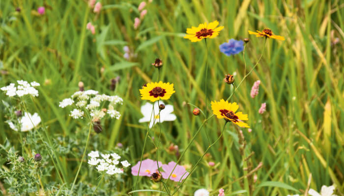 Blumenwiese im Sommer mit gelben weissen und rosablüten