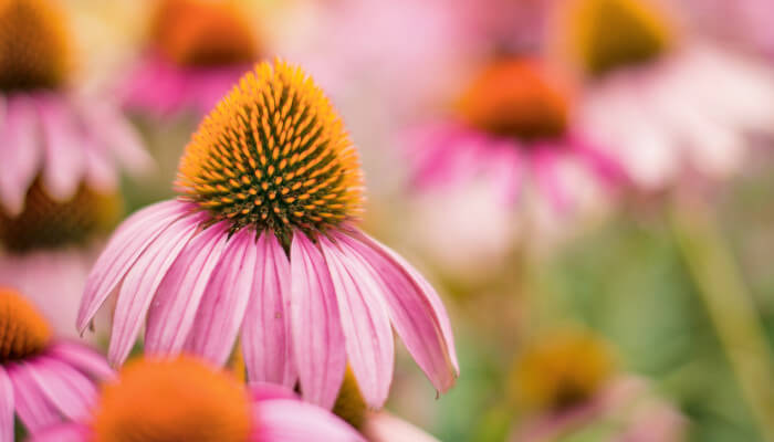 Rosarote Blüte