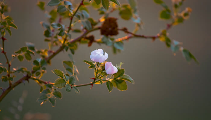 Rosa Blüten an einem grünen Strauch