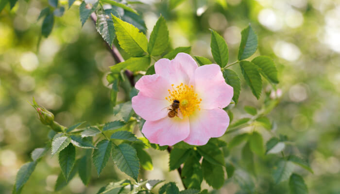 Biene auf einer rosa blüte im Sommer