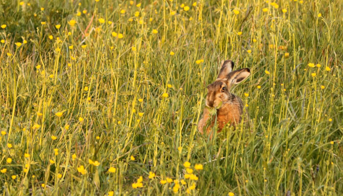 Hase im Sommer in einer Wiese