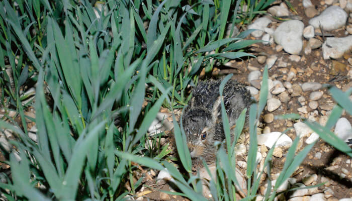 Kleiner junger grauer Hase im Getreidefeld