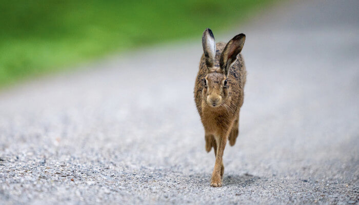 Hase rennt auf einem Kiesweg