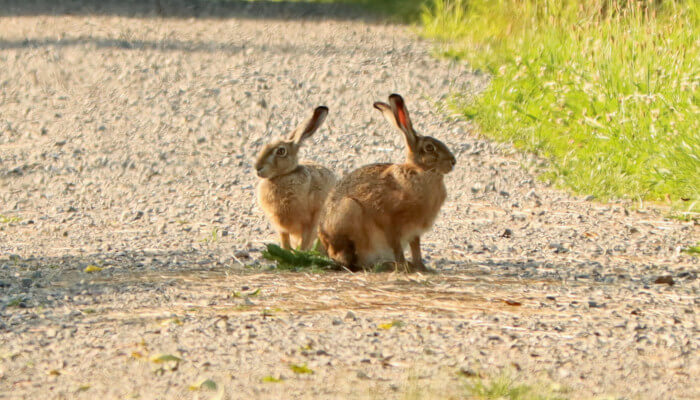 Zwei braune Hasen auf einen Kiesweg im Sommer
