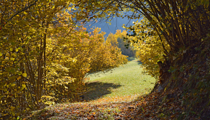 Wanderweg durch Hecken im Herbst in den Bergen