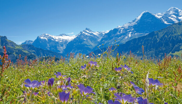 Bergblumen vor Alpengipfel mit etwas Schnee im Sommer