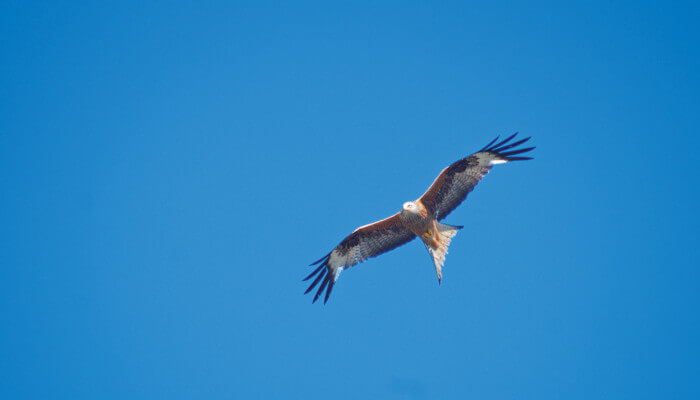 Ein Greifvogel fliegt im blauen Himmel