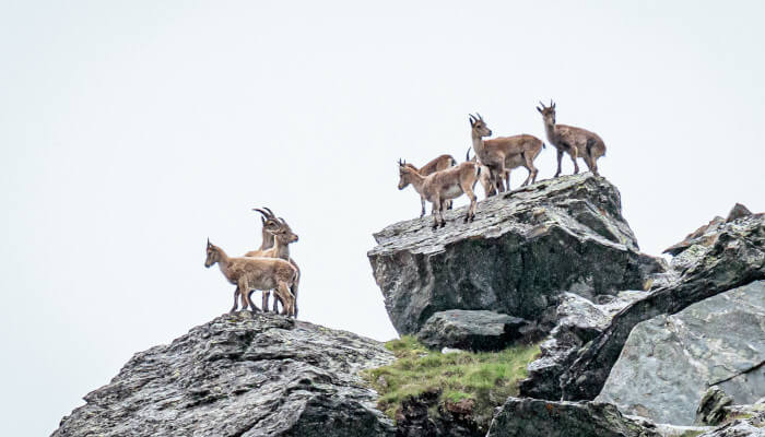 Gämse auf grossen Steinen in den Bergen