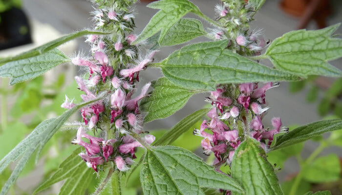 rosarote Blüten an einer grünen Pflanze