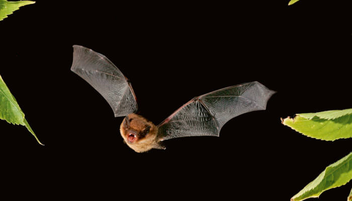 Eine Feldermaus fliegt in der Nacht