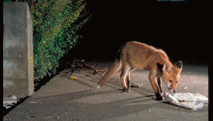 Fuchs mit einem Zeitungspapier in der Nacht