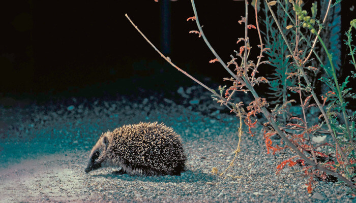 Ein Igel in der Nacht auf einem Kiesweg