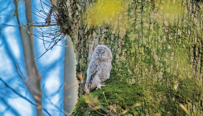 Eine Eule gut getarnt auf einem Baum