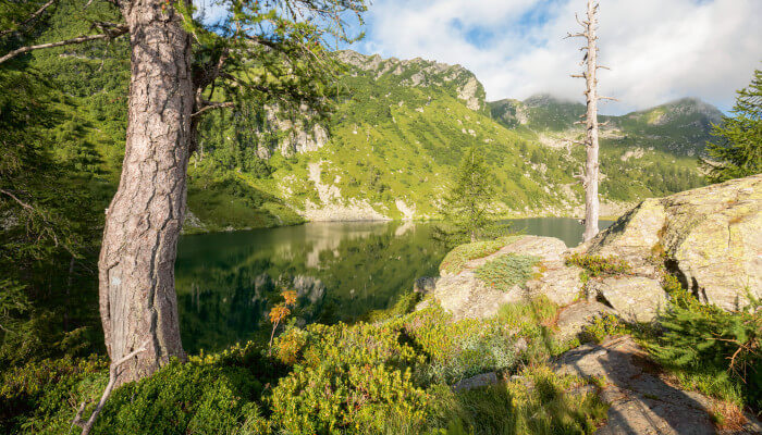 Baum vor schönem Bergsee am morgen